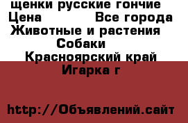 щенки русские гончие › Цена ­ 4 000 - Все города Животные и растения » Собаки   . Красноярский край,Игарка г.